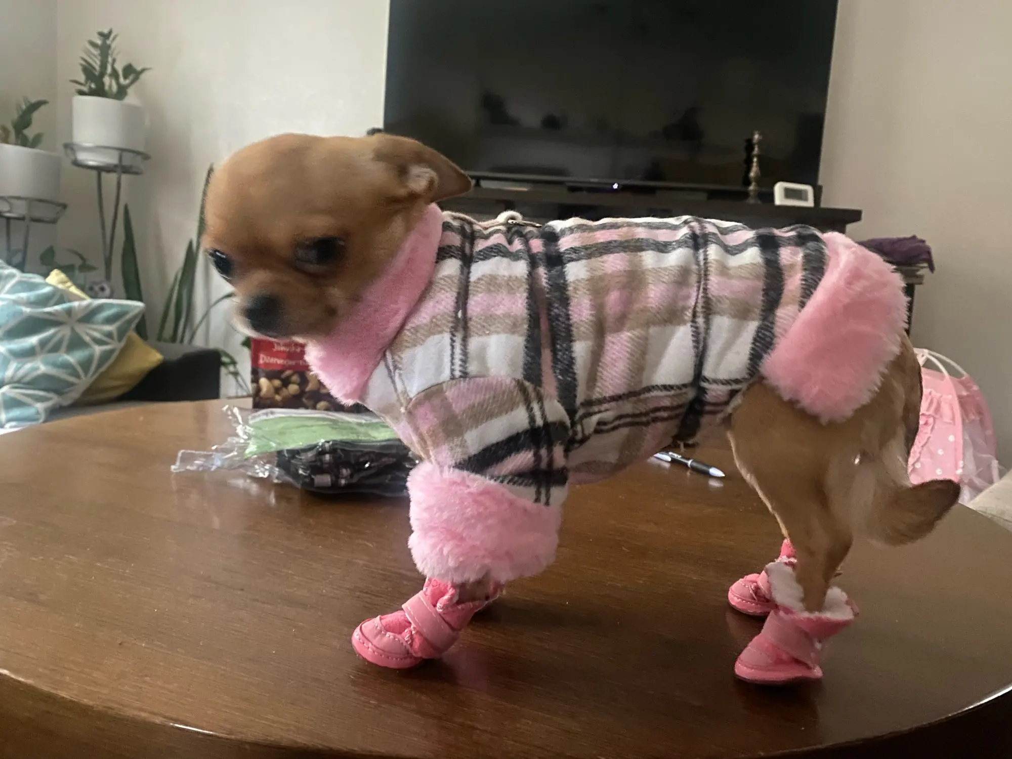 Paw-Protect Snow Sneakers, Winter Comfort for Your Pup photo review