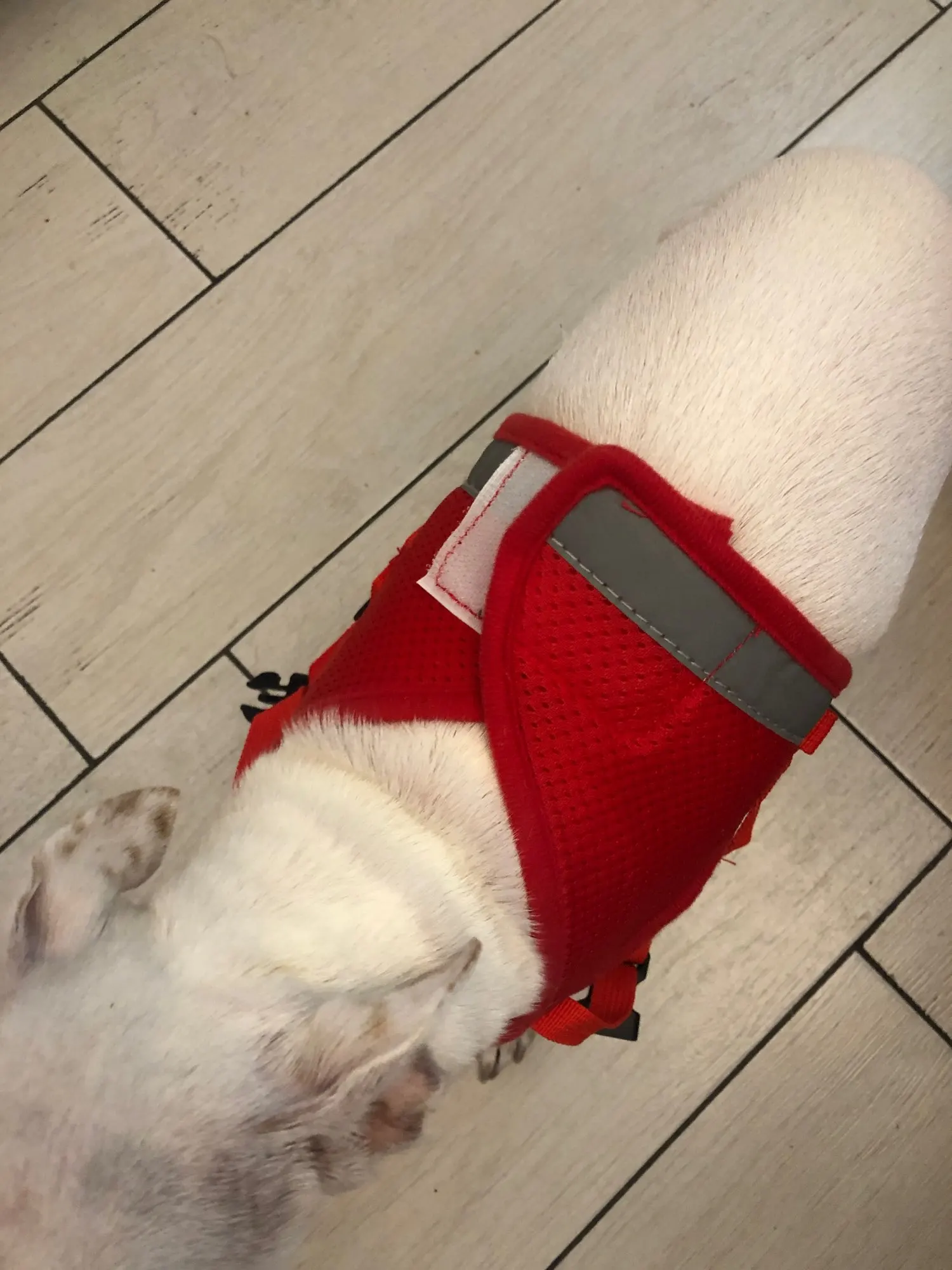 Summer Strolls, Reflective Vest Harness for Your Petite Pooch photo review
