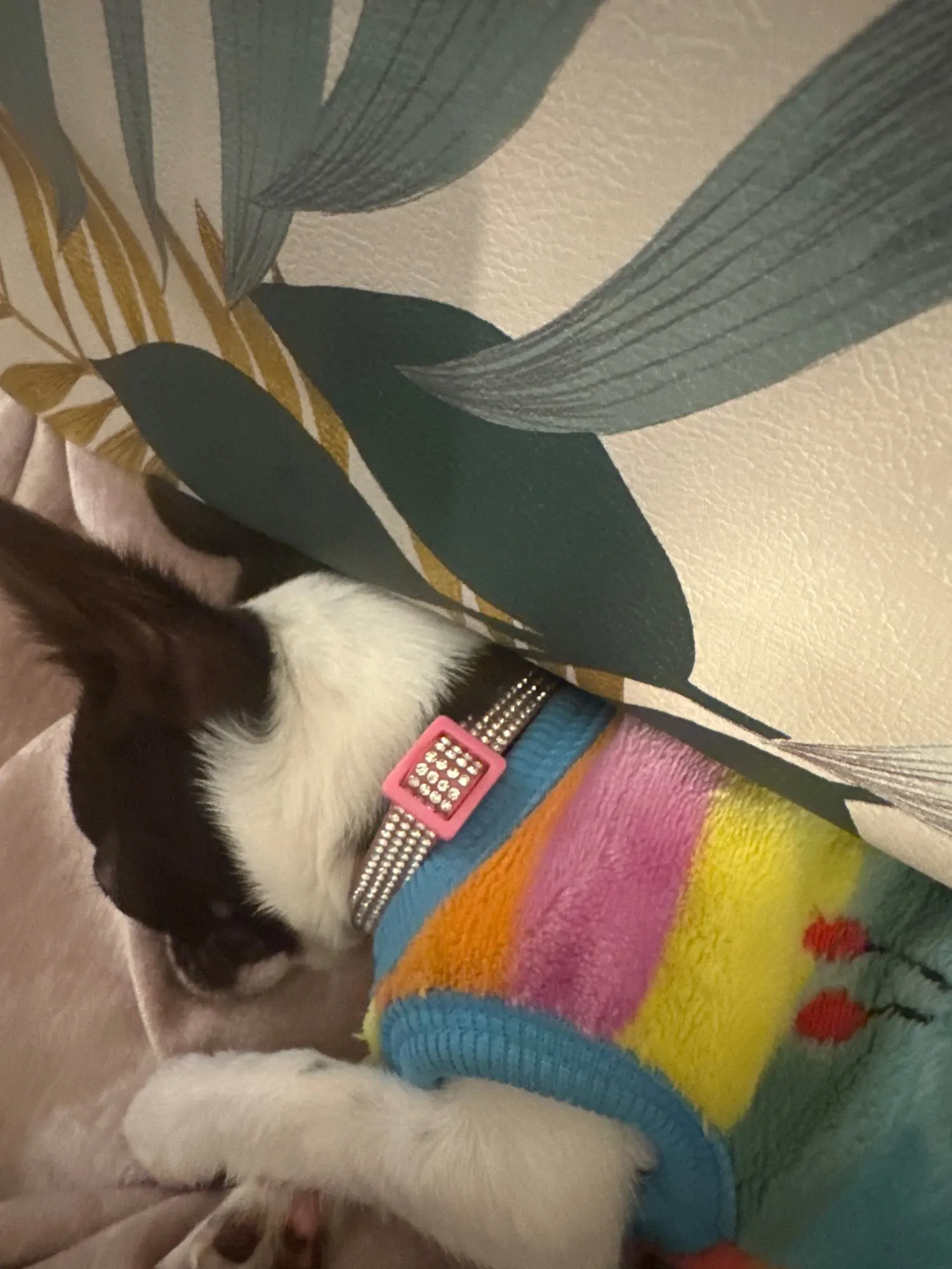 Sparkle Paws: Pink Suede Rhinestone Cat Collar with Safety Breakaway photo review