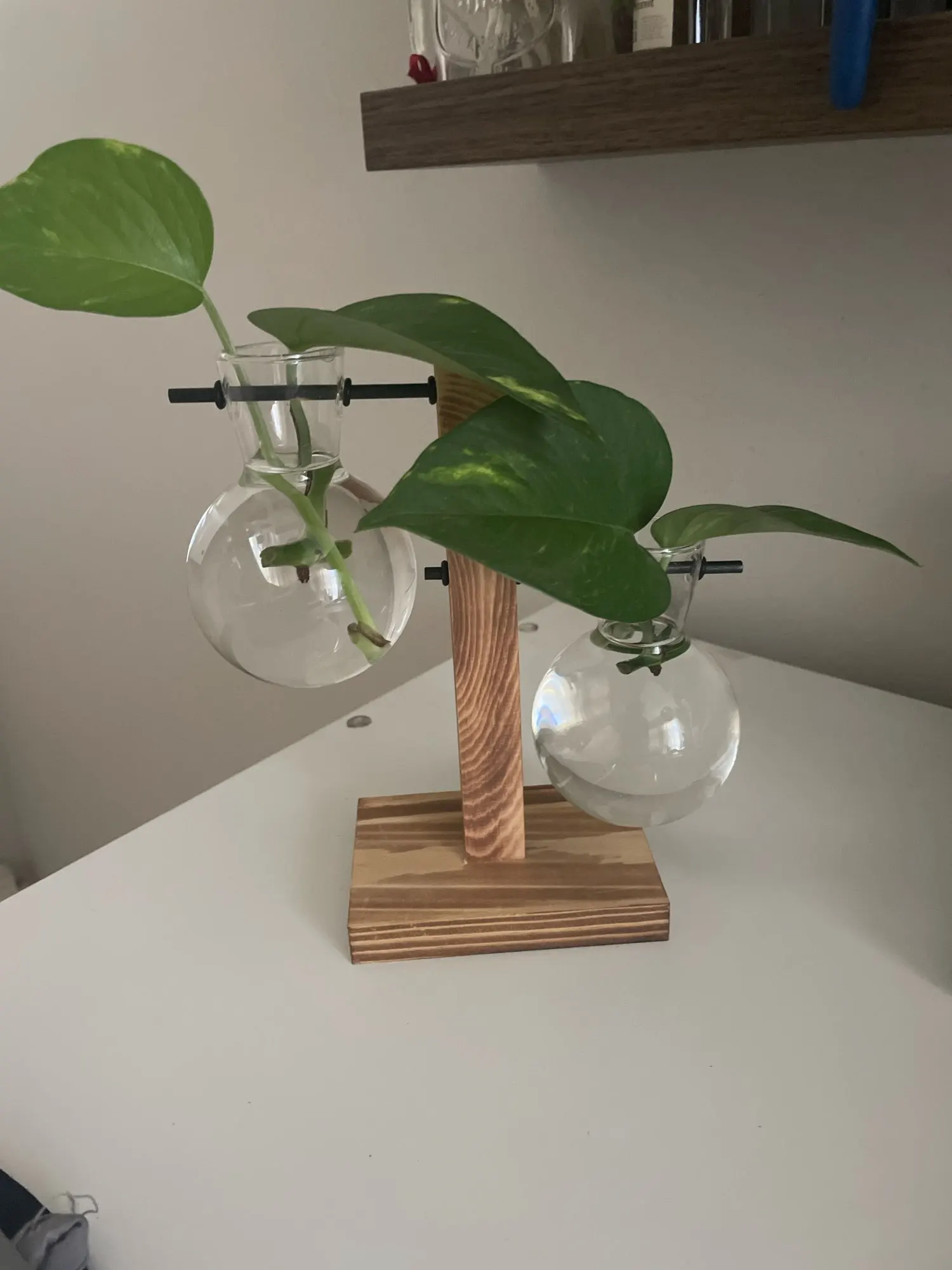 Hydroponic Plant Terrarium Vase photo review