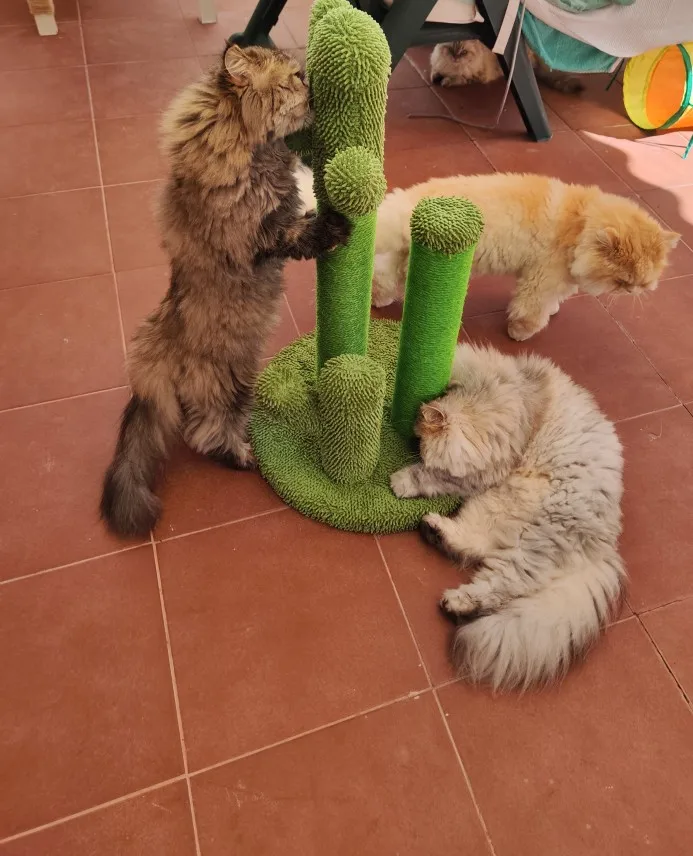 The award winning scratching cactus