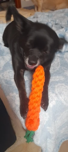 Carrot Rope Pet Toy photo review