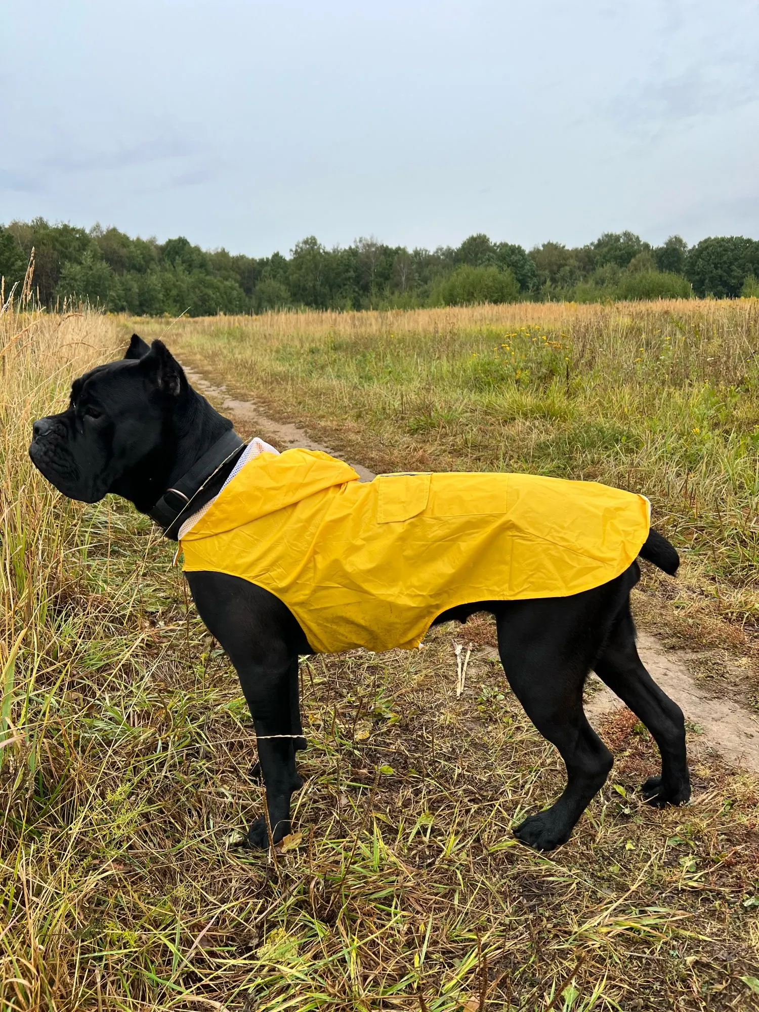 Convenient Raincoat To Keep Dogs Dry On Rainy Days