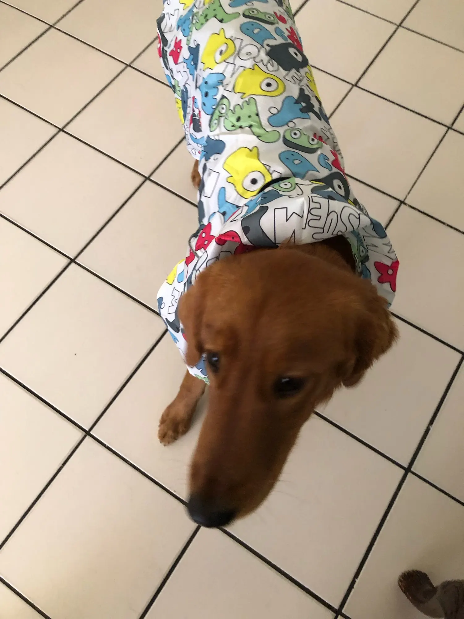 Make Your Dog Look Cuter And Funnier With Cartoon Raincoat photo review