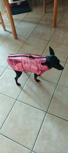 Pawfect Protection: Waterproof Winter Vest for Petite Pups photo review
