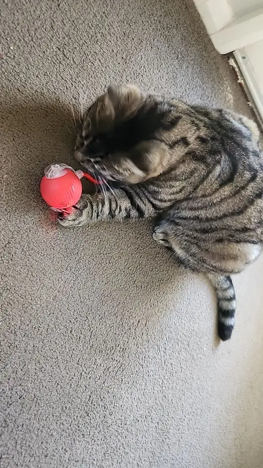 New Cat Interactive Ball Toy Automatic Rolling Ball Faux Tail Rechargeable Smart Pet photo review