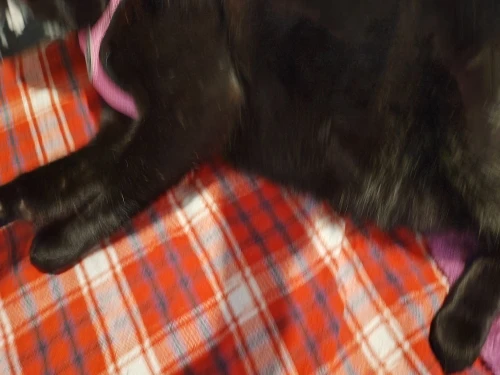 Arnés Cómodo Para Gato