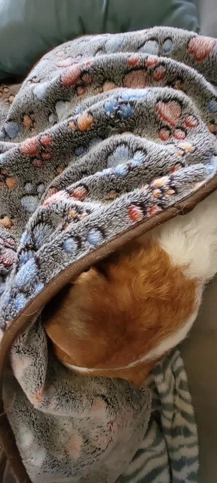 Soft Fluffy Dog Blanket