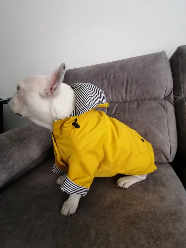 Dog Raincoat Windproof and Rainproof 4 Colors 8 Sizes photo review