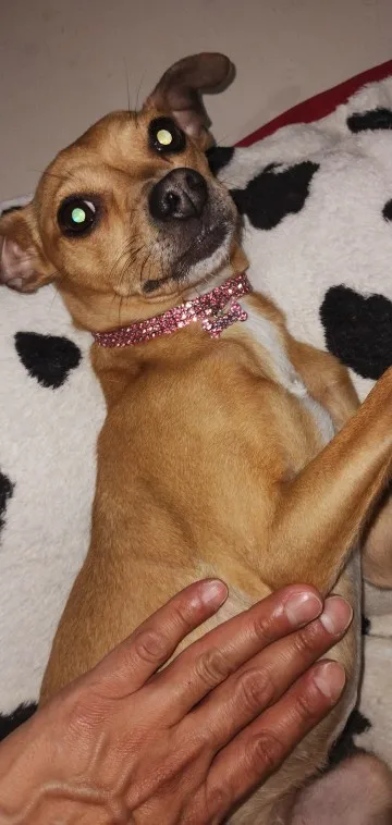 Sparkle Pup, Rhinestone Crystal Dog Collar with Custom Engraving photo review