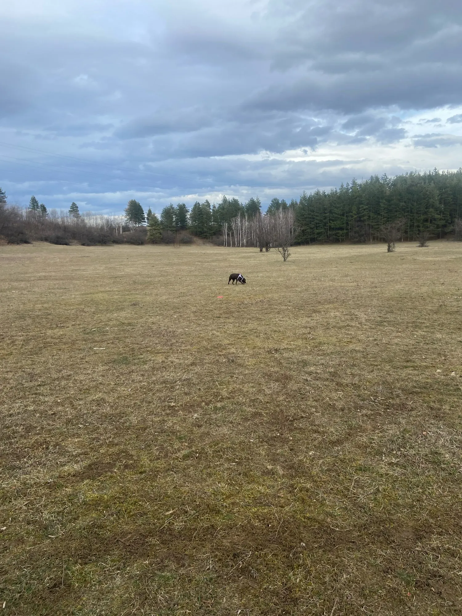 Sweet Treat: Macaron Nylon Dog Collar for Dogs of All Sizes photo review