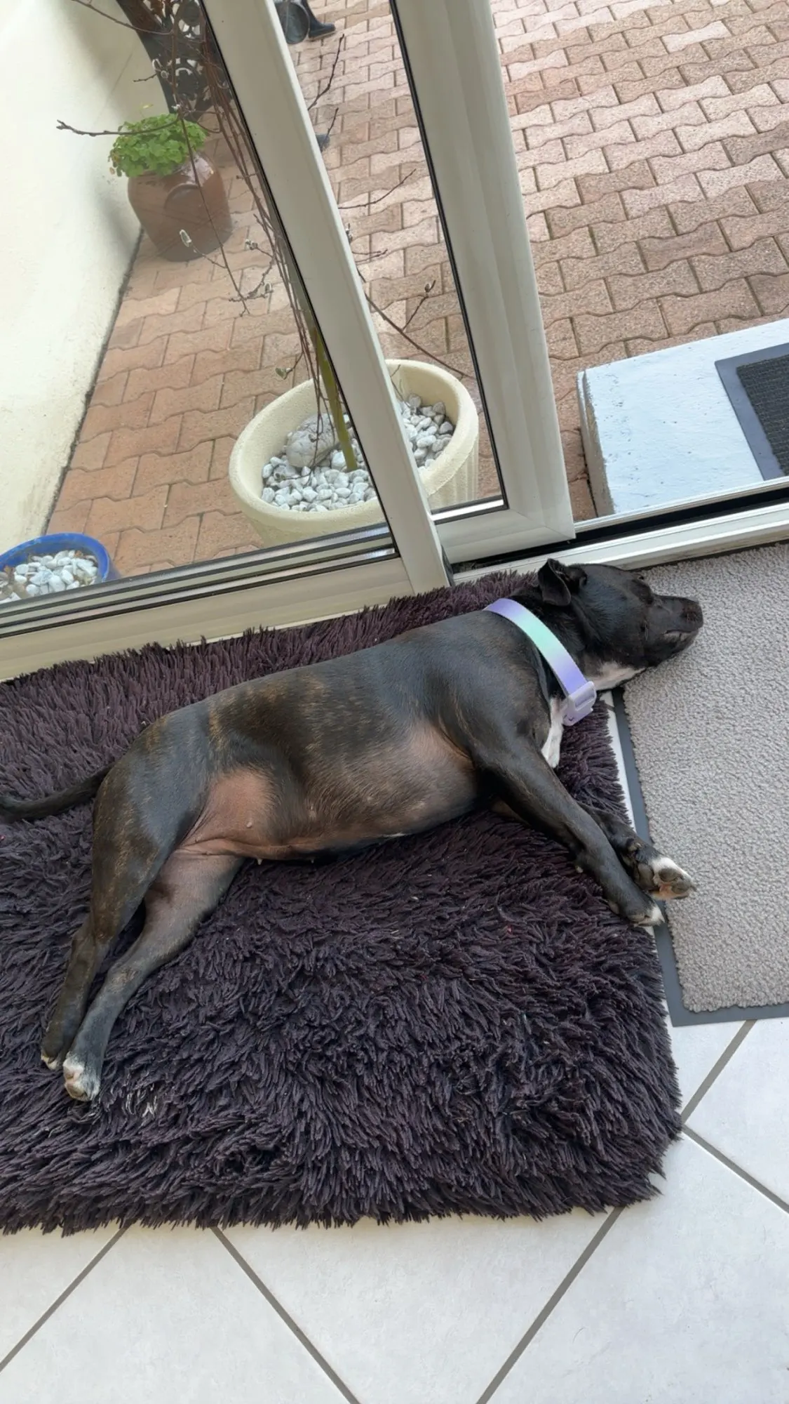 Sweet Treat: Macaron Nylon Dog Collar for Dogs of All Sizes photo review