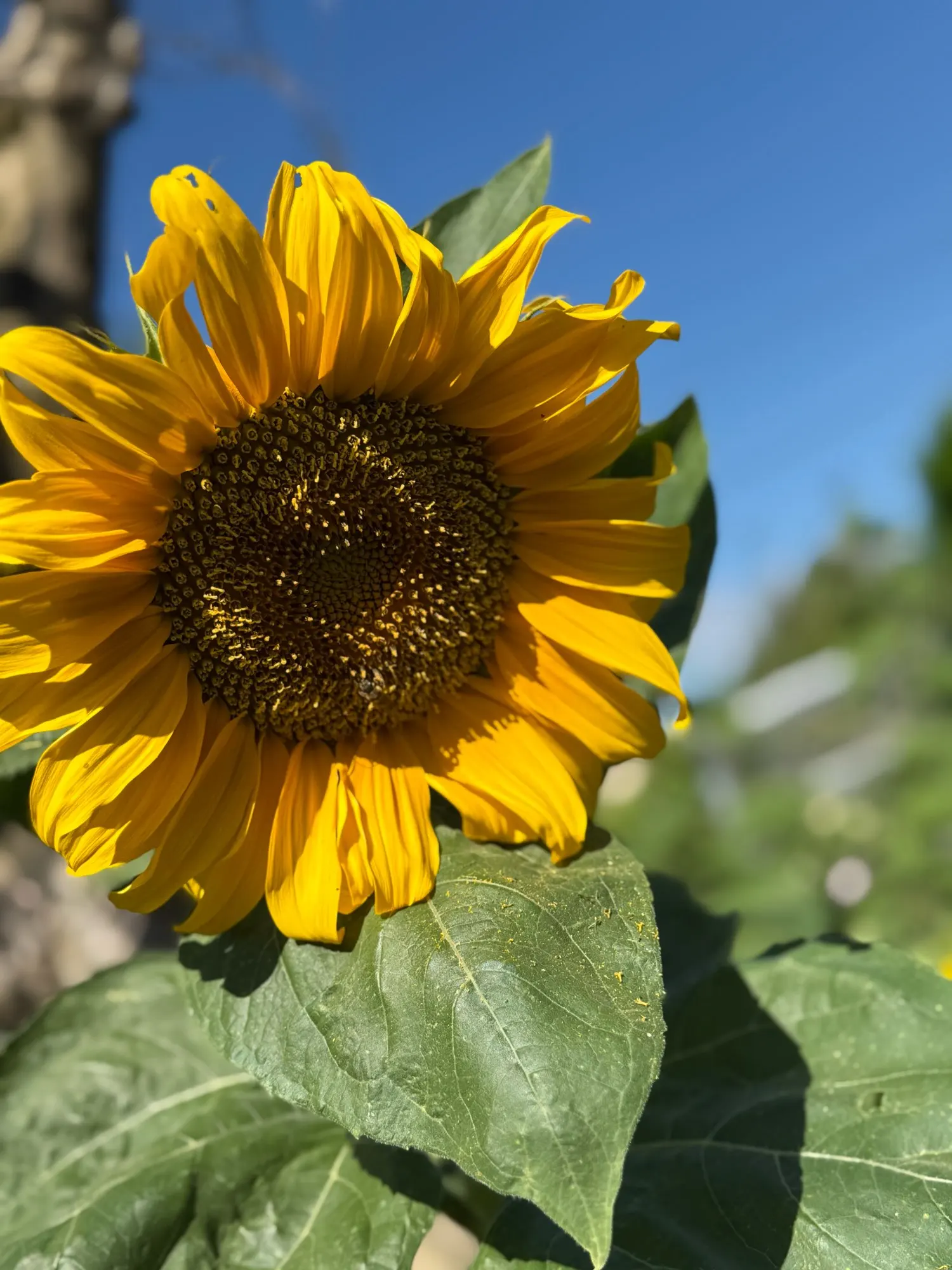 Pantoufles Plates Tissées Femme | Style Été 2025 | Chaussures Bout Ouvert Confortables & Décontractées photo review
