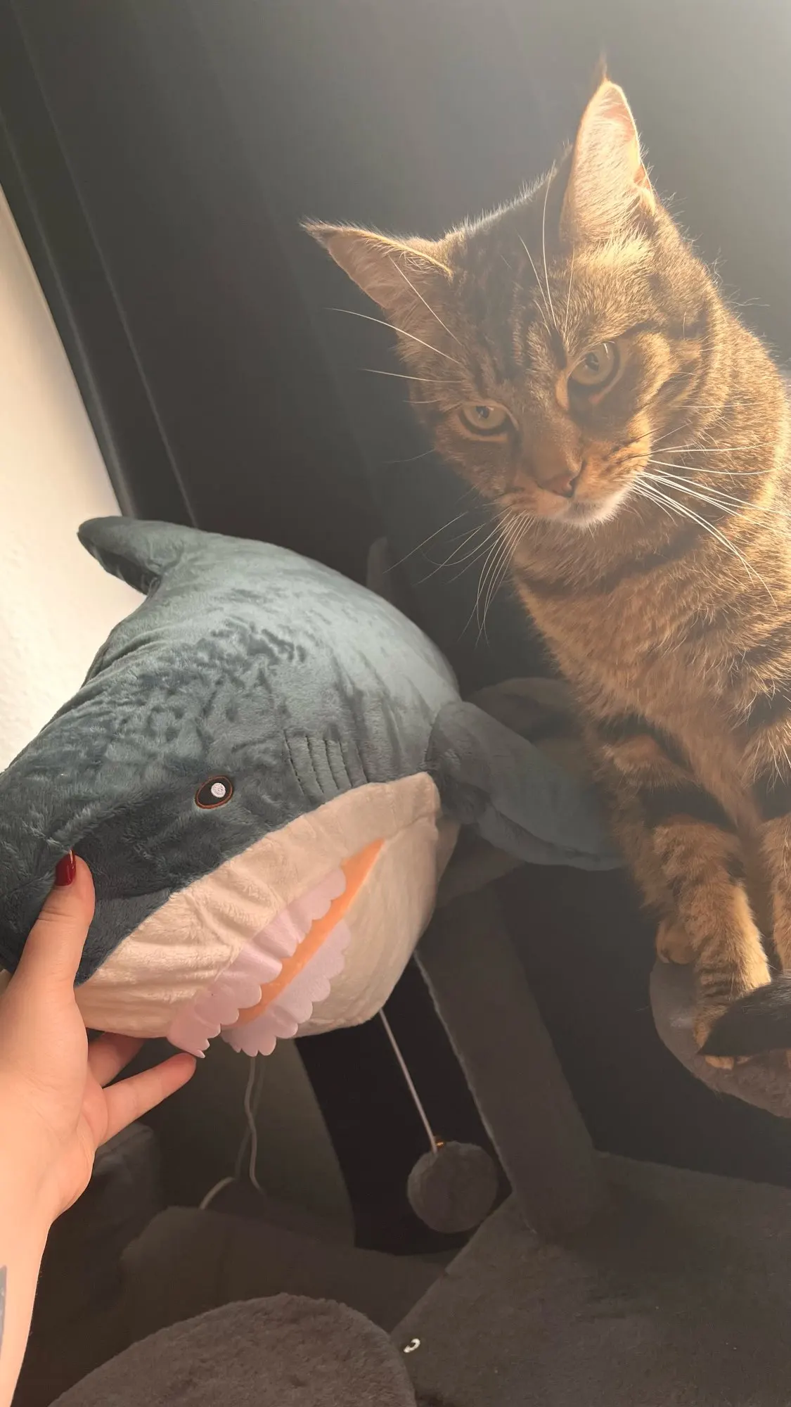 Tubarão Fofeza® de Pelúcia