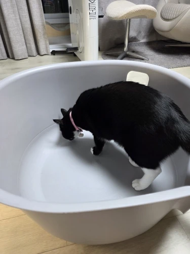 Coleira para Gatos e Cães com Sino – Estrelas e Lua