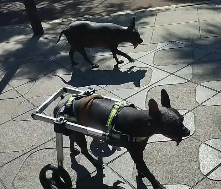 2-Wheel Dog Wheelchair for Small Dogs - Hind Leg Support for Disabled & Paralyzed