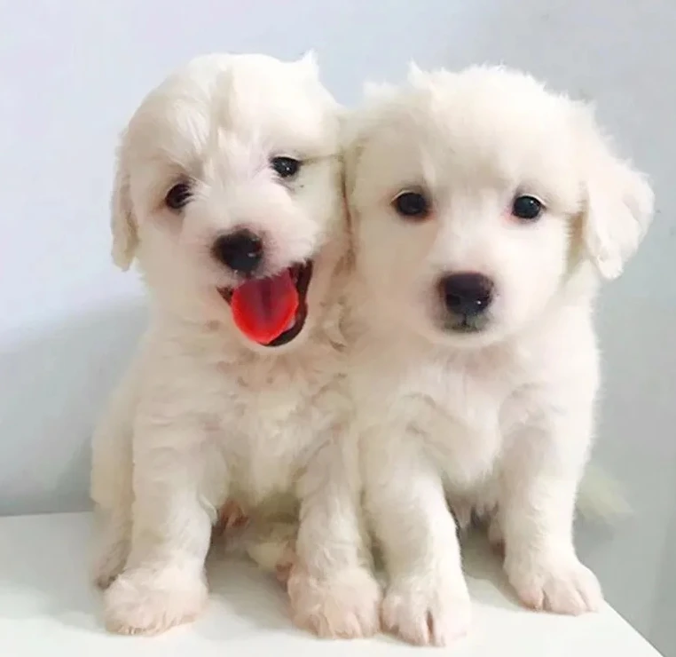 Konna Pets Store