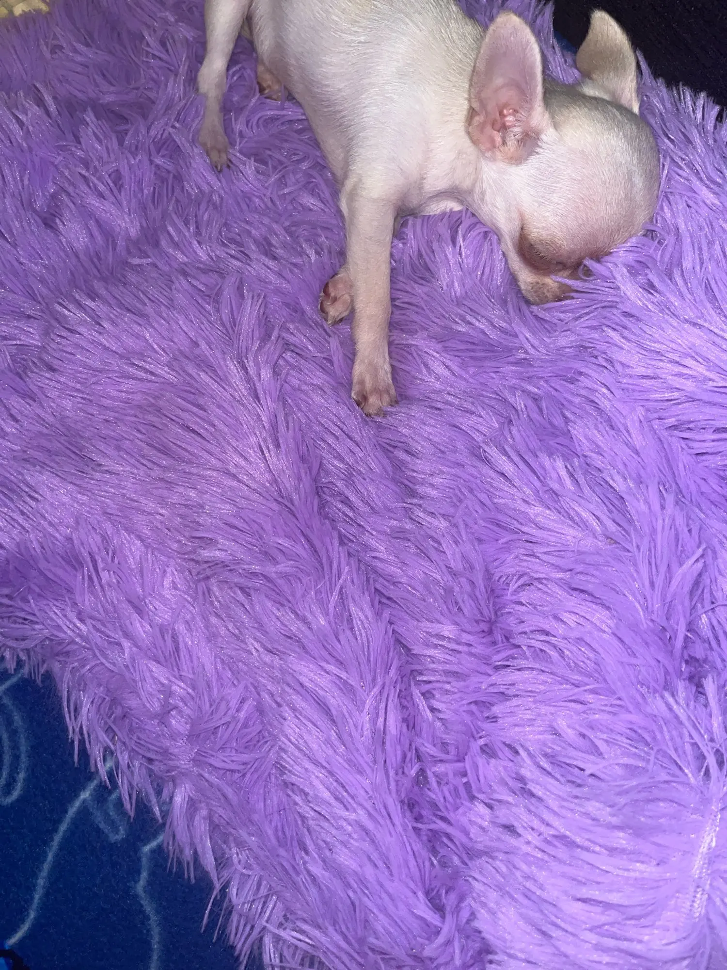 Super Soft Fluffy Pet Blankets photo review