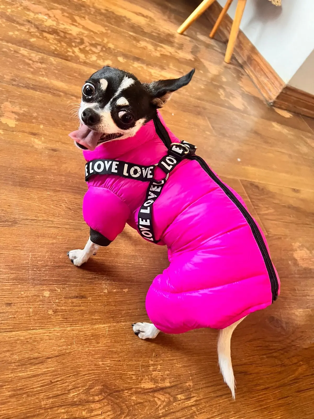 Winter Coat with Built-in Harness: Thick Cotton Down Jacket for Small to Medium Dogs, Perfect for Chihuahuas photo review
