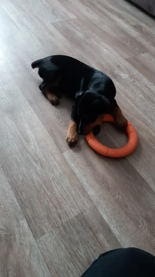 Dog Interactive Training Toy - Pull Ring photo review