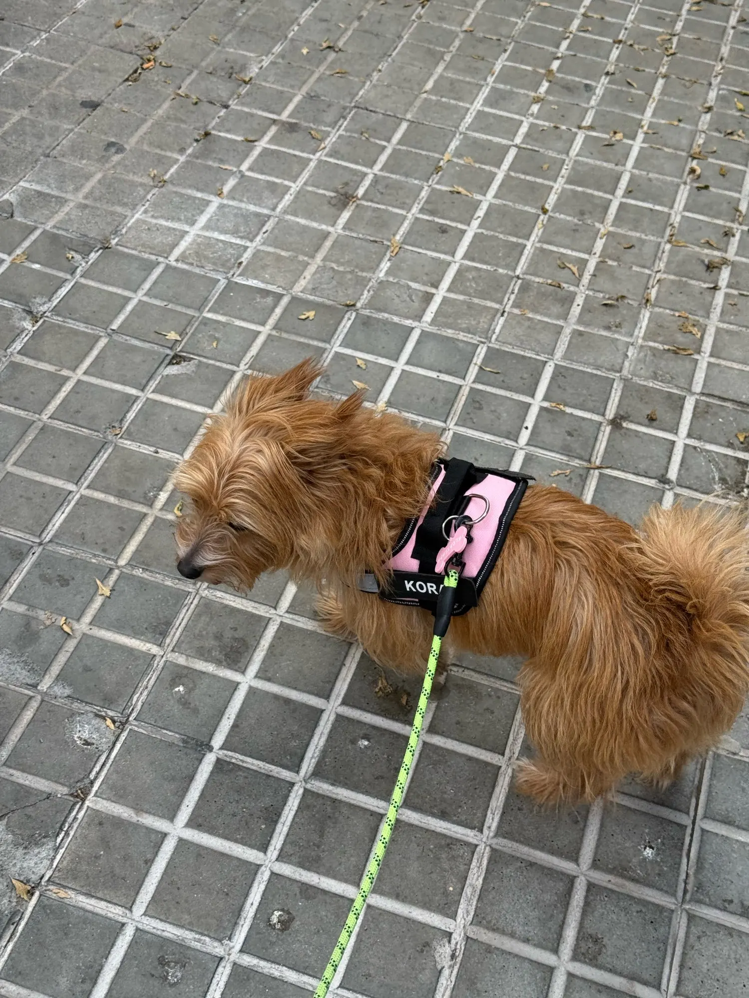 Arnés de perro personalizado sin tirones, chaleco reflectante y transpirable para mascotas pequeñas y grandes, accesorios de entrenamiento para caminar al aire libre photo review
