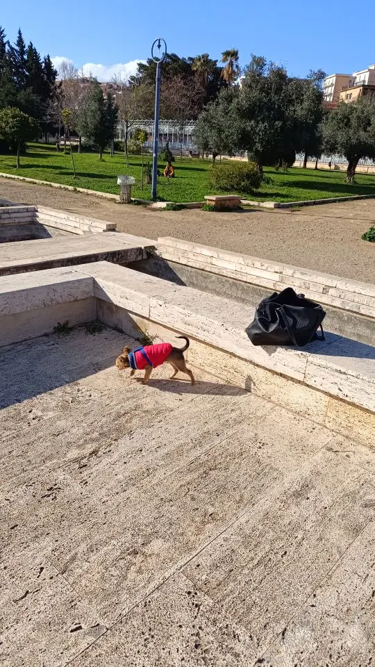 Cozy Canine Winter Vest: Warmth and Protection for Small to Medium Breeds photo review
