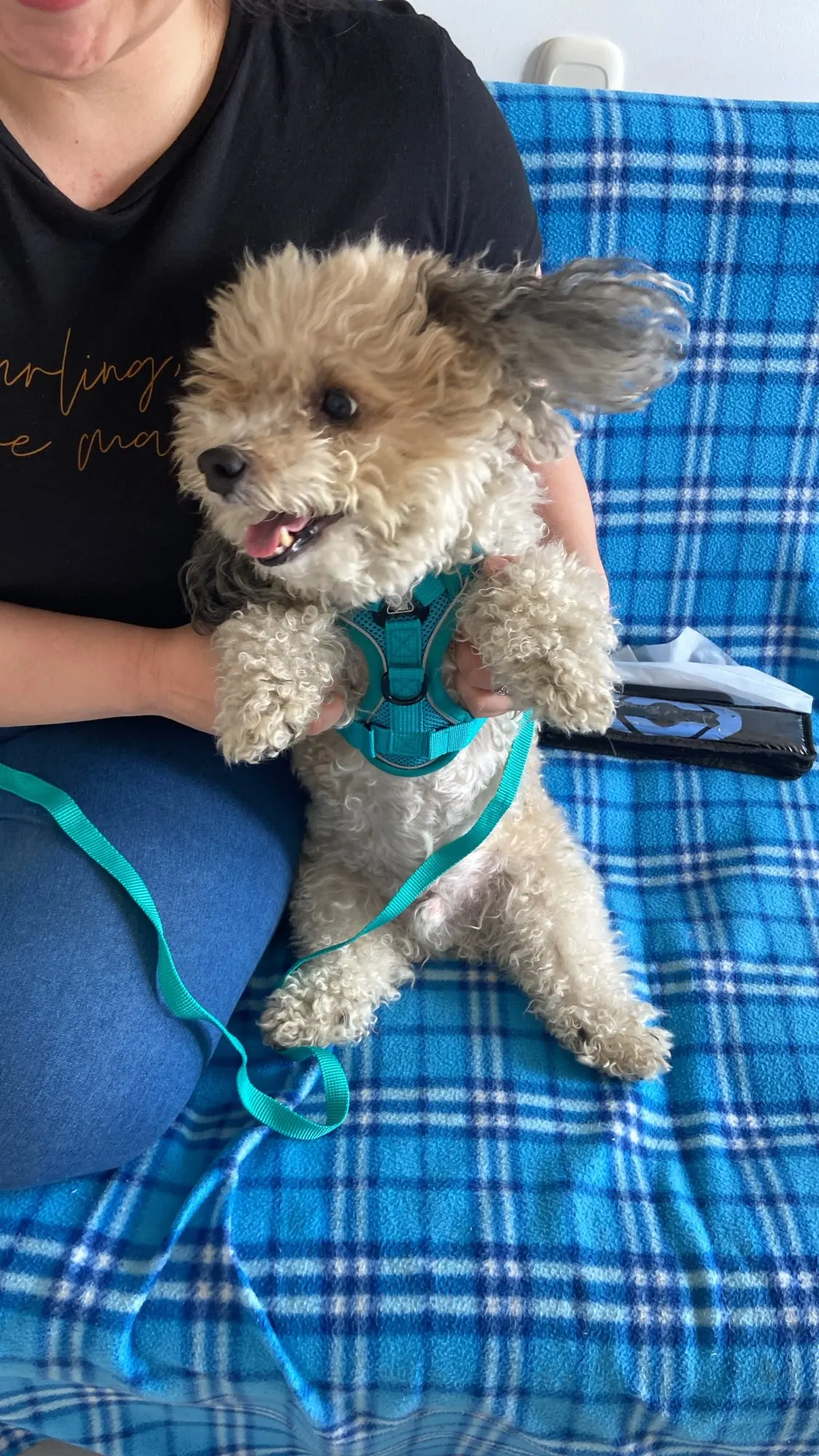 Halsband - Verstellbar, Reflektierend & Komfortabel für kleine Hunde und Katzen photo review