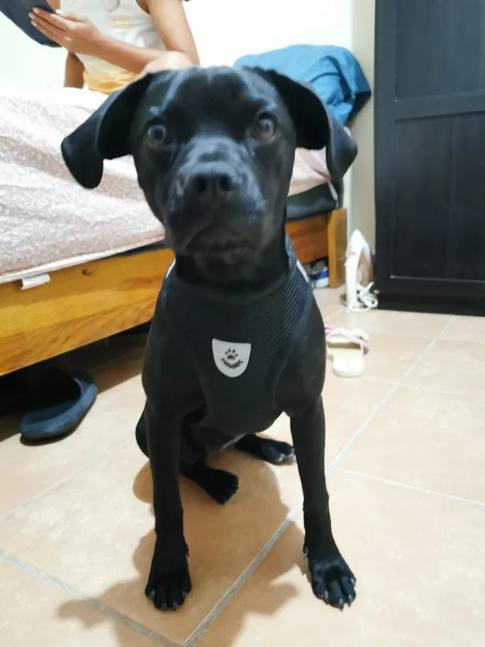 Summer Cat Dog Harness Lead Leash Adjustable Vest Polyester Mesh photo review