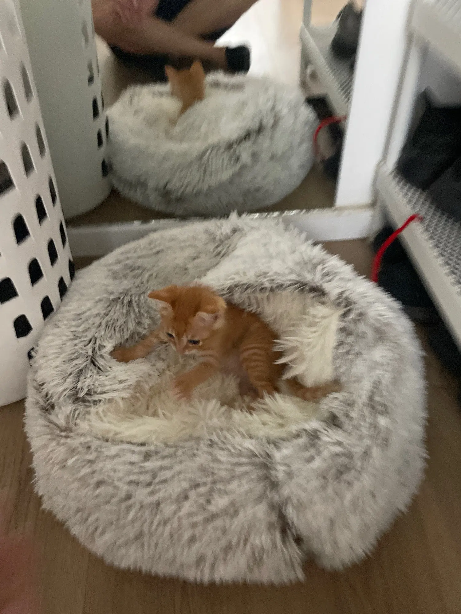 Autumn and Winter soft plush pet bed and pet bed Winter warm and cold plush comforter nest Shell cat nest semi-enclosed cat nest photo review