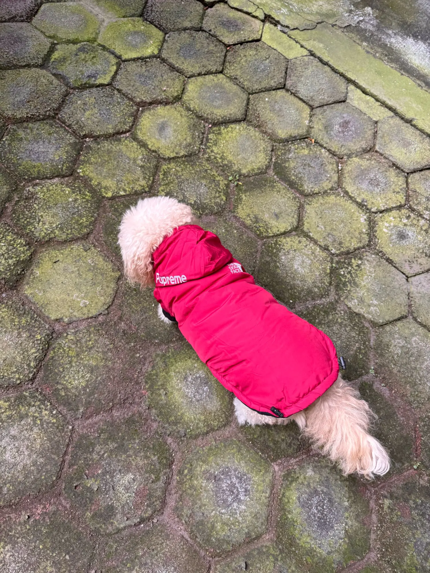 Chamarra Para Perro "THE DOG FACE"