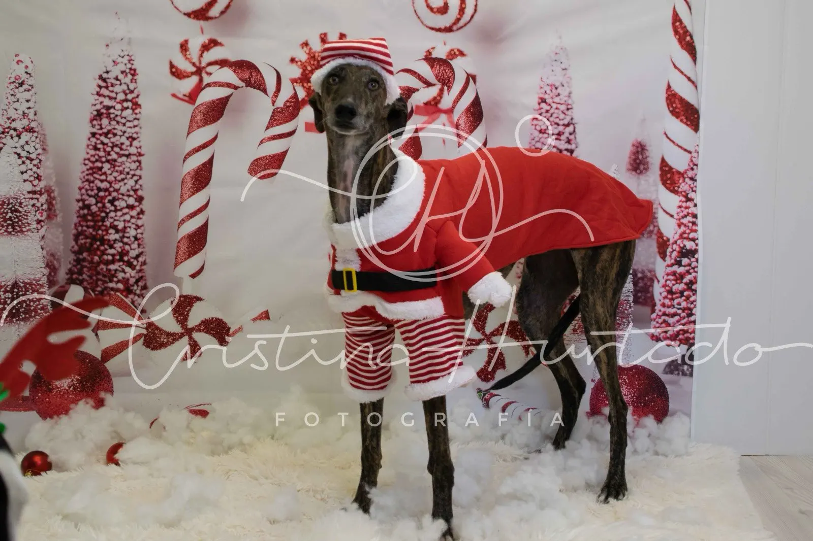 Santa Paws, Festive Costume for Your Large Furry Friend photo review