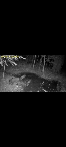 Caméra de Chasse Mini HD 1080P – Vision Nocturne 940nm Compacte & Discrète