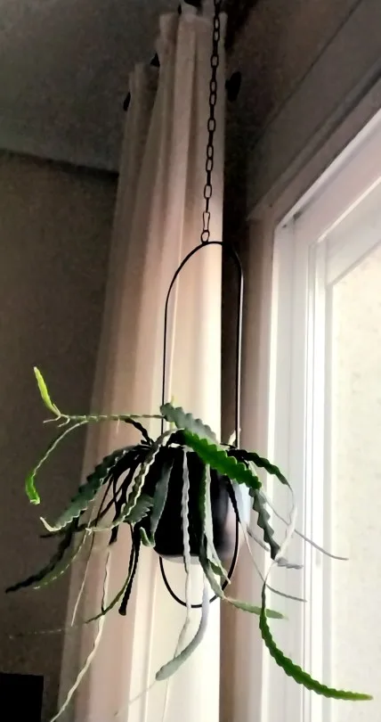 Pot Plante Suspension photo review