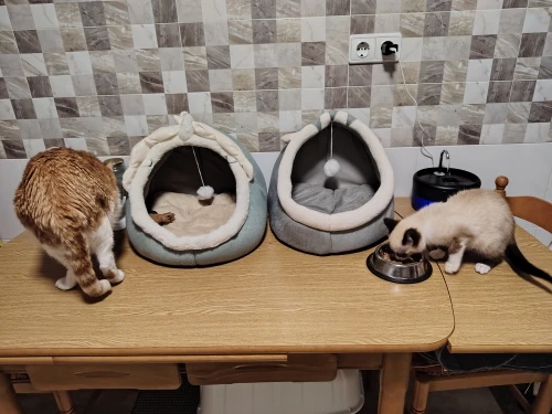 Cama para gatos de sueño profundo, cama para mascotas de dibujos animados, plegable, extraíble, lavable, cama para mascotas, alfombrilla para perros pequeños, bolsa, cueva, cama para gatos photo review