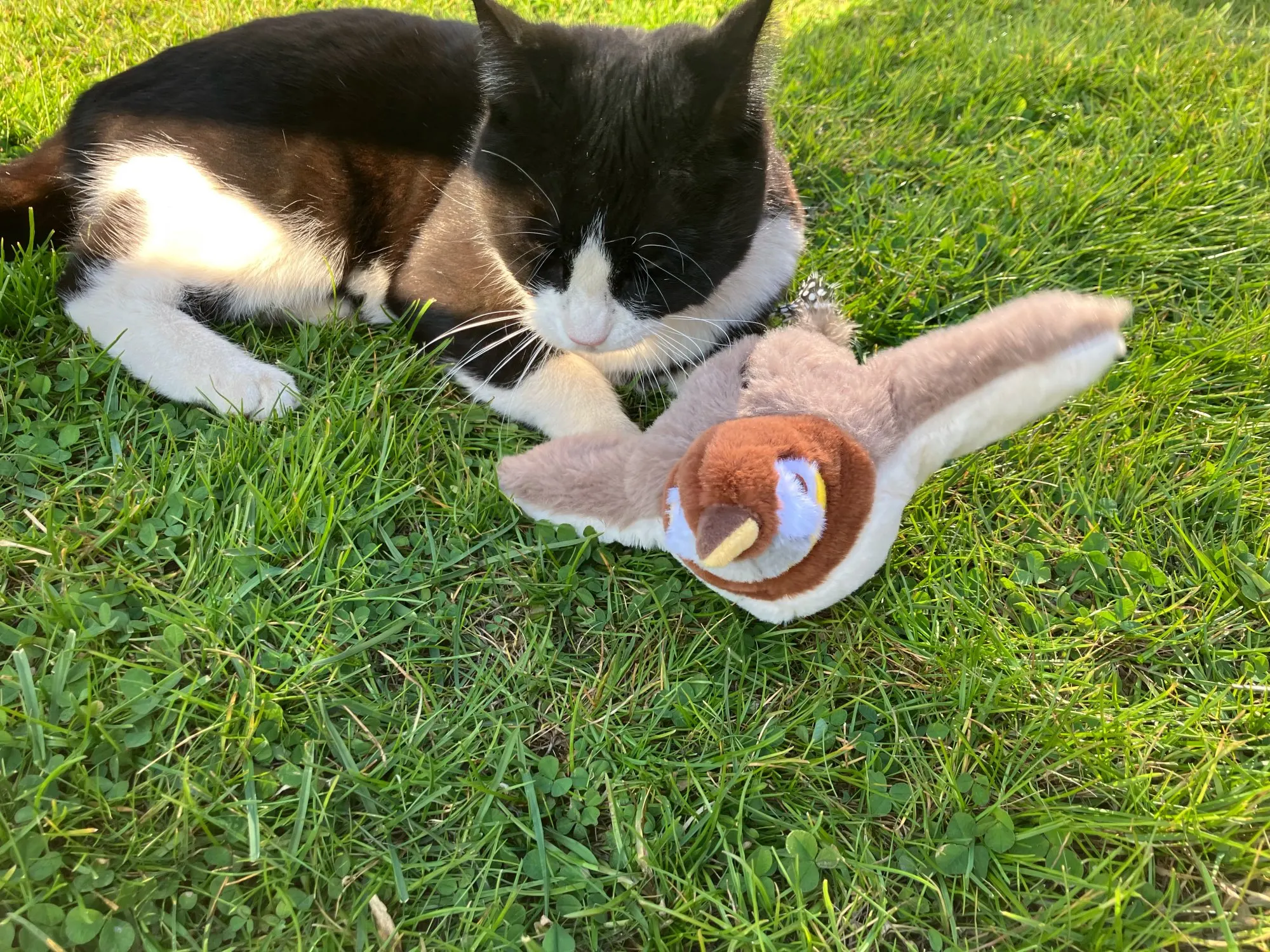 Catnip Squeaky Bird Plush (No Flying) photo review