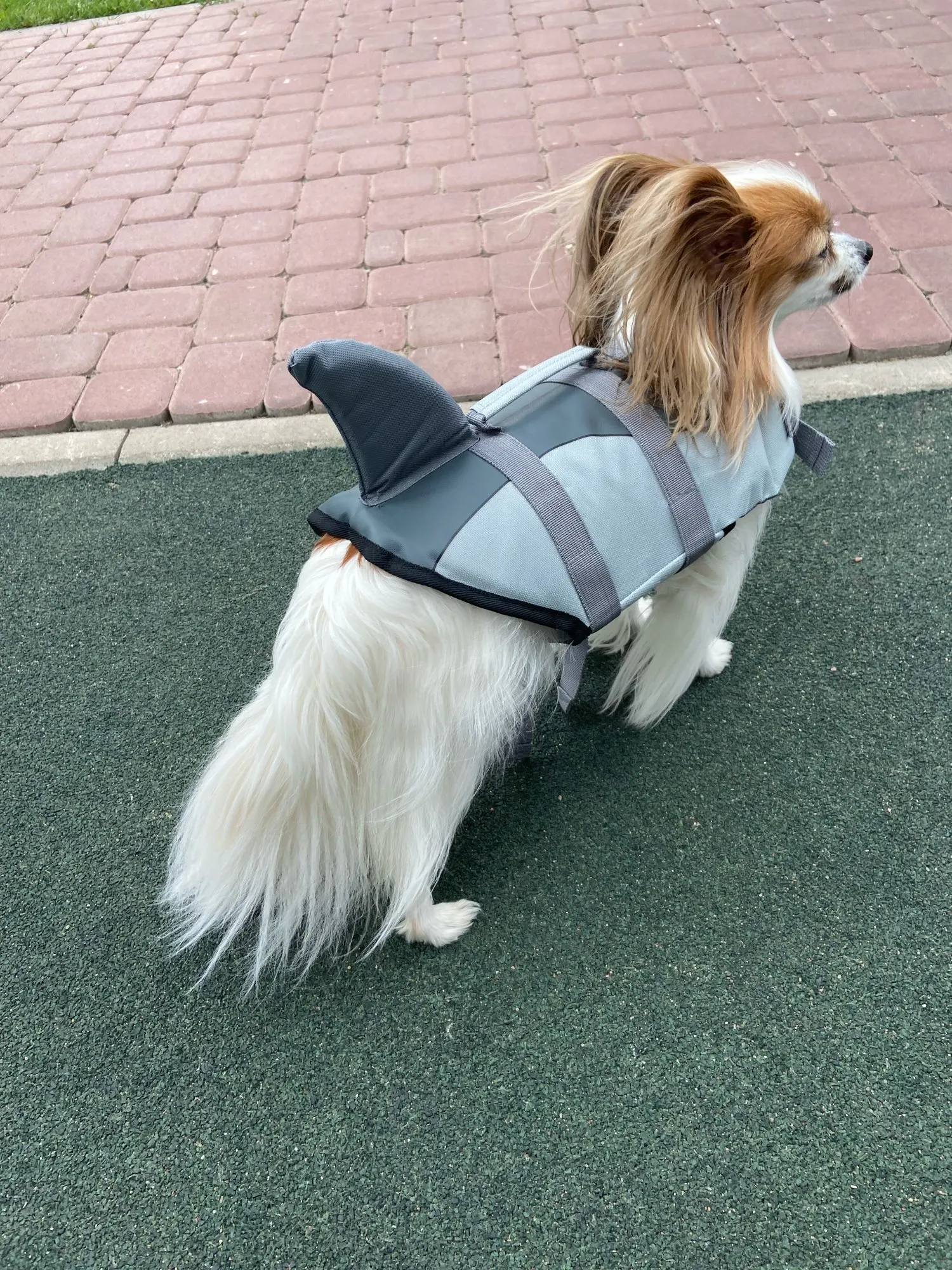 Kapok dla psa rekin DOGGY SHARK photo review