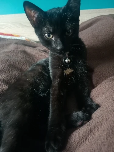 Personalized Cat ID Tag