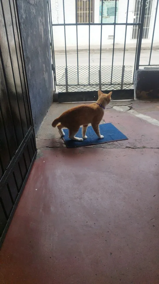 Coleira para Gatos e Cães com Sino – Estrelas e Lua