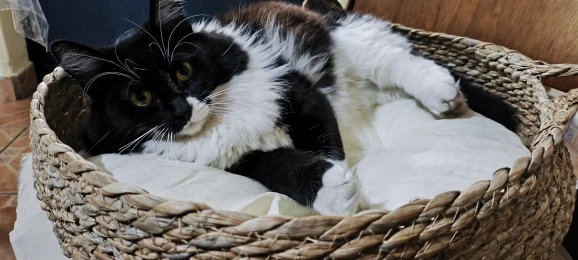 OUZEY Rattan Weaving Cat Basket Pet Cat Bed With Cushion Soft Warm Puppy Kitten Bed Donut Round Comfortable Sleeping Cat House photo review