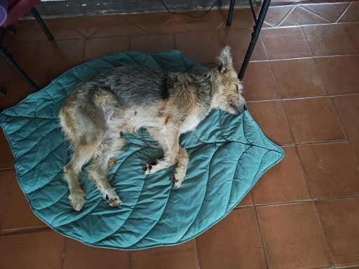 Dog Cooling Leaf Mat photo review
