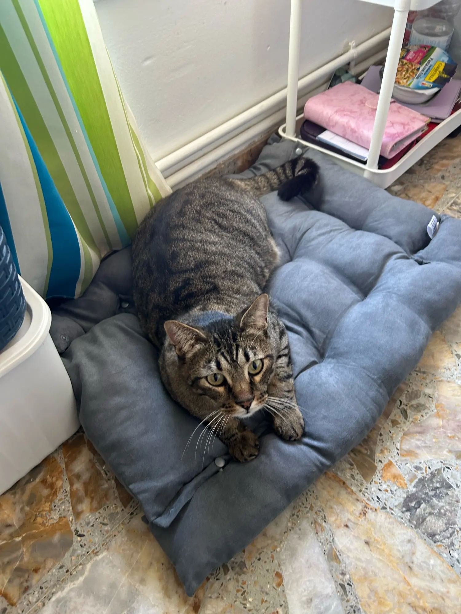 3-in-1 Cozy Haven: Multifunction Dog Bed Mat for Winter Warmth photo review