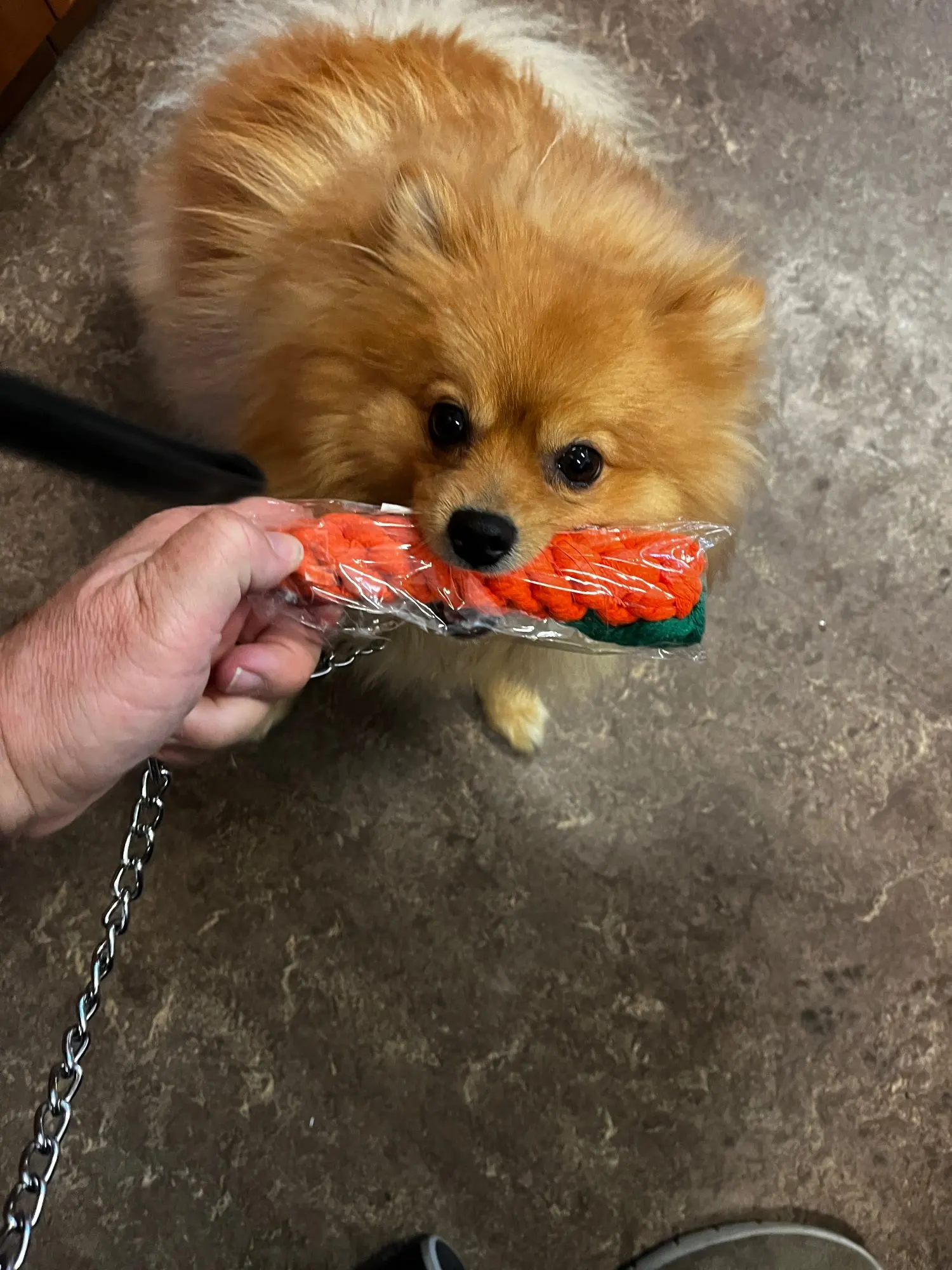 Carrot Rope Pet Toy photo review