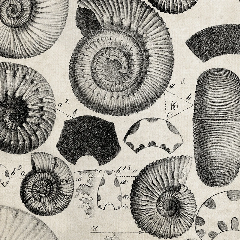 Vintage Paleontology Wall Art: Trilobite & Ammonite Canvas Painting Decor