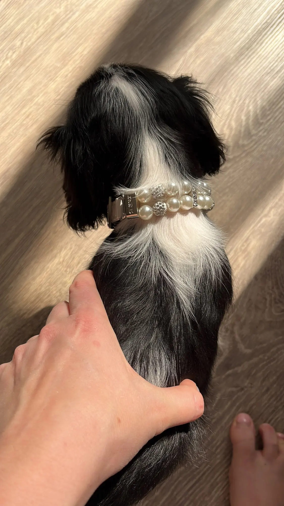Artificial Pearl Collar For Dog photo review