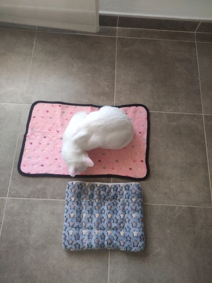 Thicken Cat Mat Breathable Flannel Cat Sleeping Mat Soft Dog Cushion for Small Dog Winter Warm Cat Blanket photo review