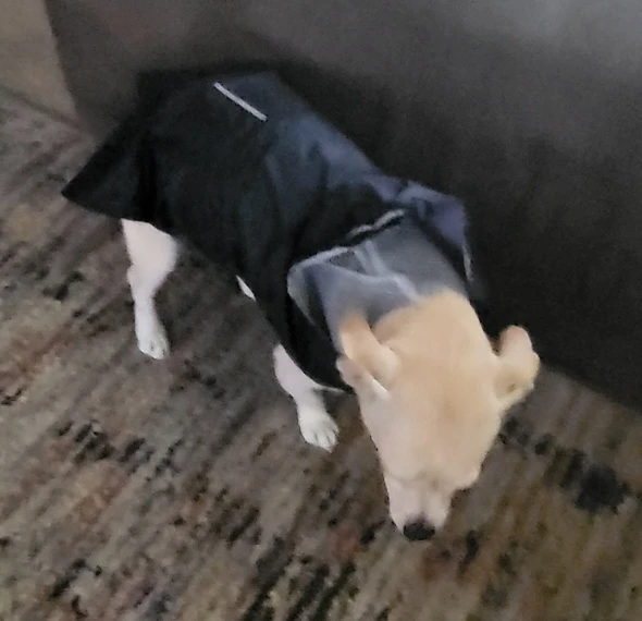 Convenient Raincoat To Keep Dogs Dry On Rainy Days