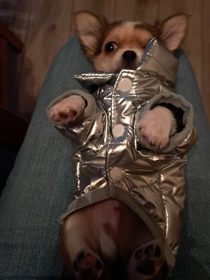 Snug Paws: Waterproof Winter Coat for Small Dogs & Cats photo review