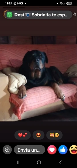 Bosebye auriculares P2961 inalámbricos Bluetooth 5,3 originales auriculares estéreo HIFI auriculares de juego con micrófono para Samsung iPhone photo review