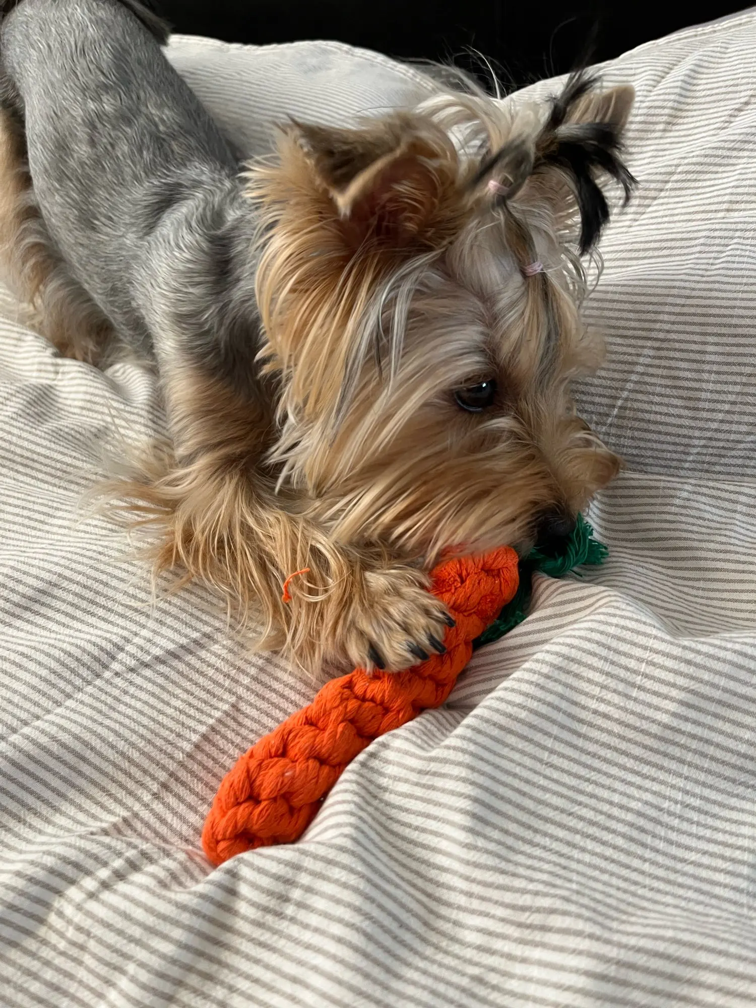 Carrot Rope Pet Toy photo review