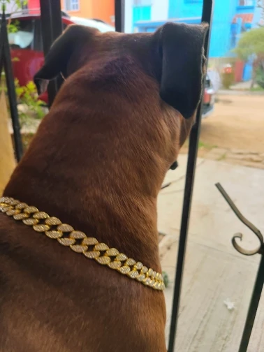 Pawsomenook™ - Crystal Collar Jewelry For Dogs And Cats.